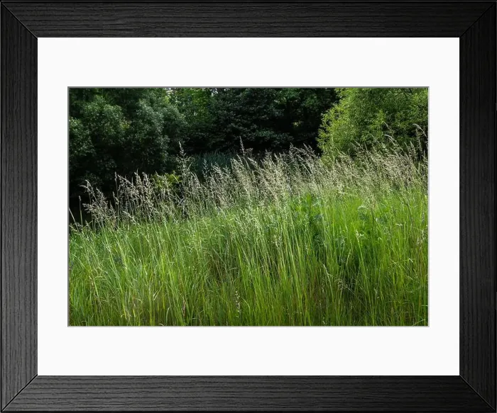 Framed Print : 2ytda7n Framed Print : 2ytda7n