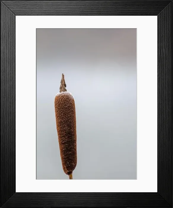 Framed Print : 2ytrxj4 Framed Print : 2ytrxj4