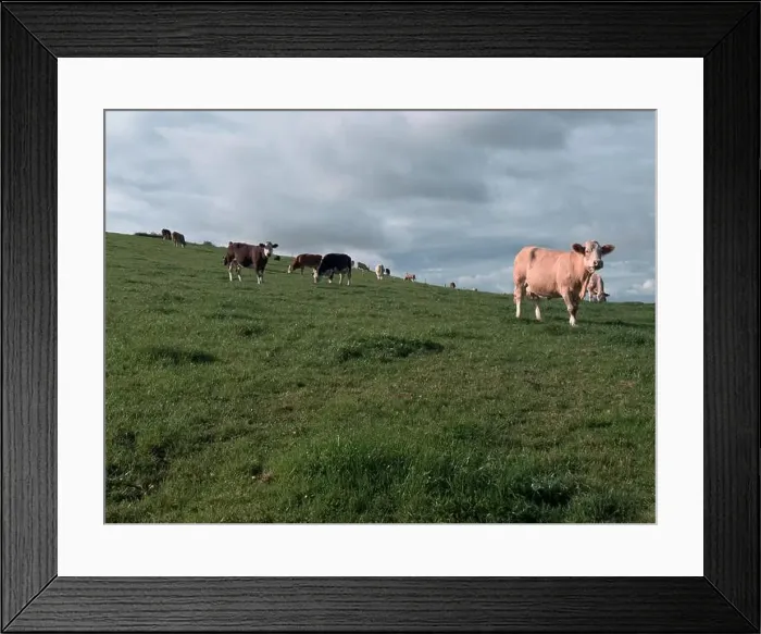 Framed Print : 2yw5mk0