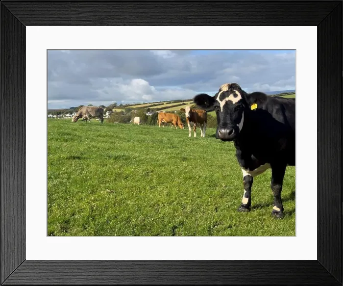 Framed Print : 2yw5mk4 Framed Print : 2yw5mk4