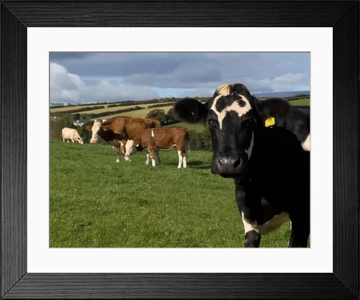 Framed Print : 2yw5mmd Framed Print : 2yw5mmd
