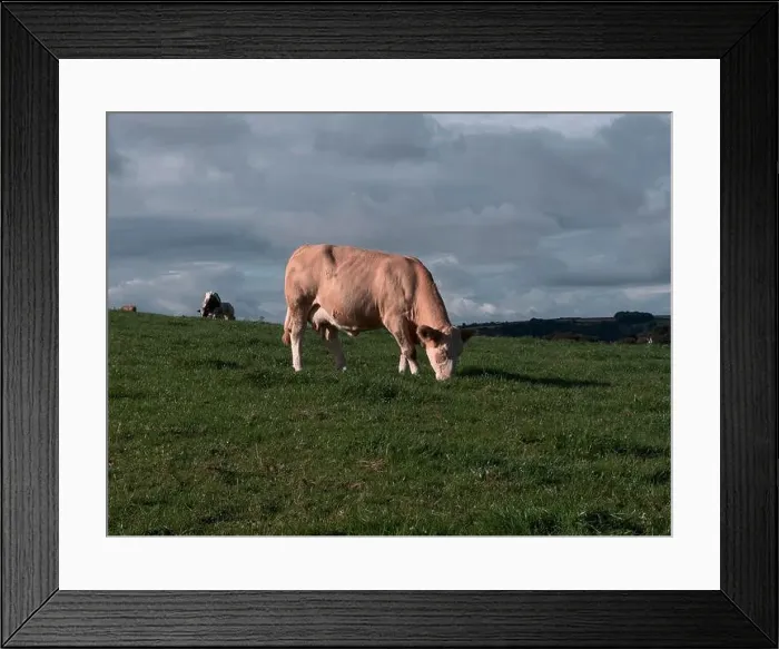 Framed Print : 2yw5mp0 Framed Print : 2yw5mp0