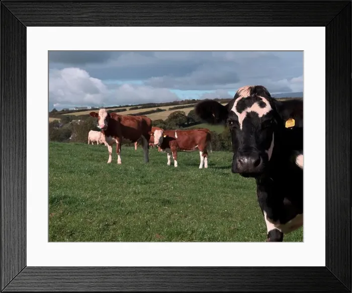Framed Print : 2yw5mpk Framed Print : 2yw5mpk
