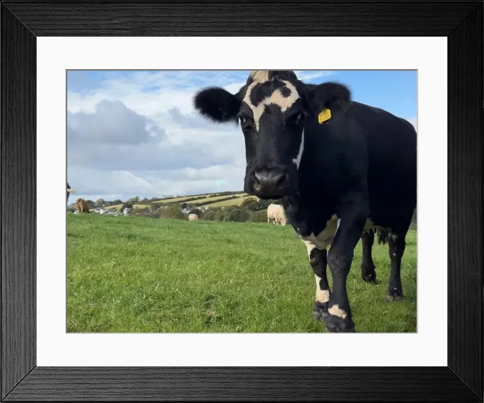 Framed Print : 2yw5myx Framed Print : 2yw5myx