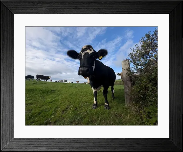 Framed Print : 2yw5n3x