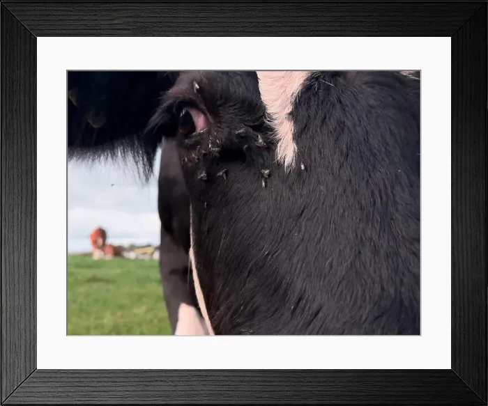 Framed Print : 2yw5n41 Framed Print : 2yw5n41