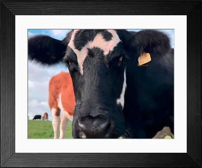 Framed Print : 2yw5n46 Framed Print : 2yw5n46