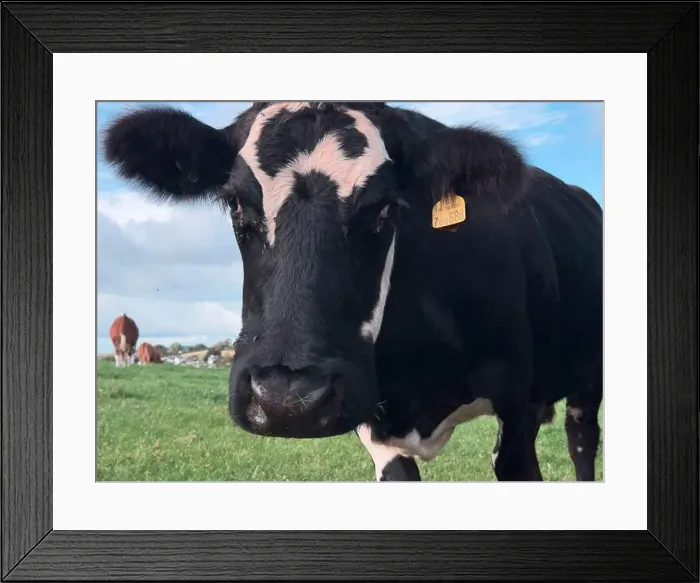 Framed Print : 2yw5n4h Framed Print : 2yw5n4h