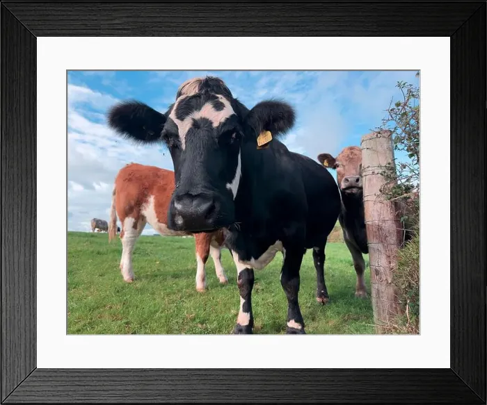Framed Print : 2yw5n95 Framed Print : 2yw5n95