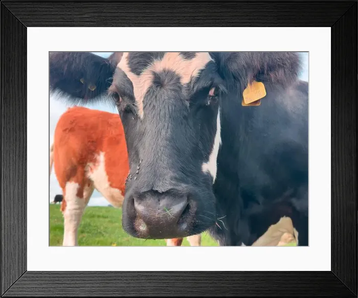 Framed Print : 2yw5n9r Framed Print : 2yw5n9r