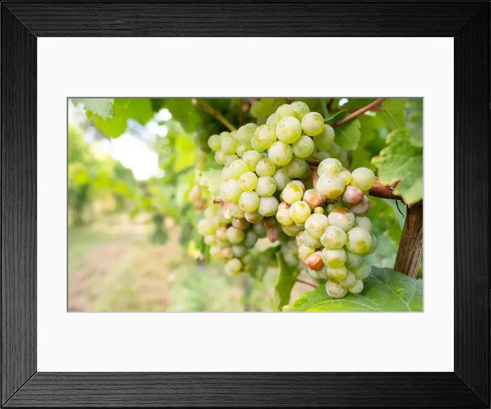 Framed Print : 2ywg22a Framed Print : 2ywg22a