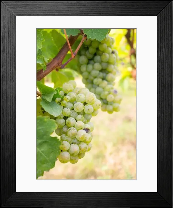 Framed Print : 2ywg2d8 Framed Print : 2ywg2d8