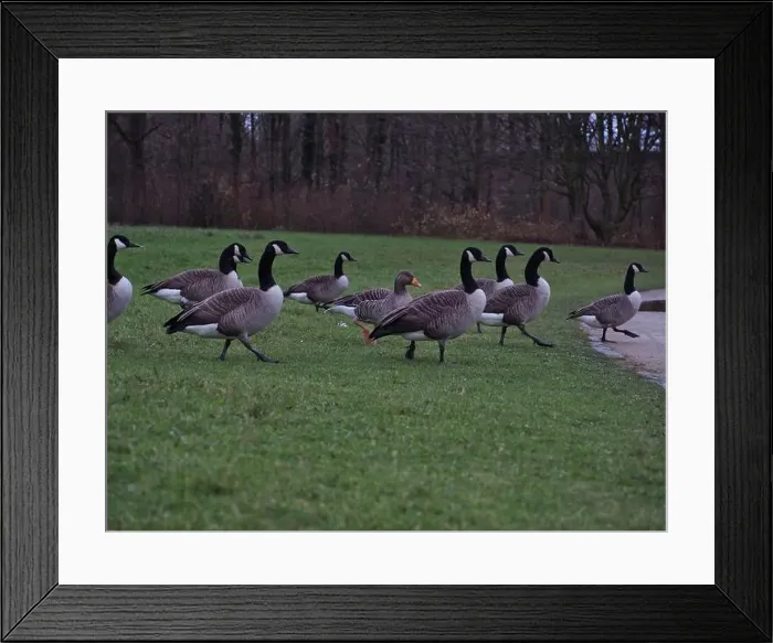 Framed Print : 2ywrrna Framed Print : 2ywrrna