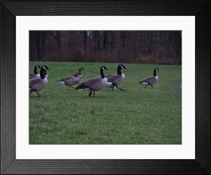 Framed Print : 2ywrrtg Framed Print : 2ywrrtg