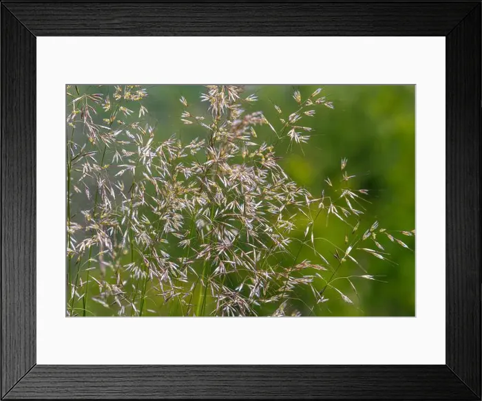 Framed Print : 2ywwa3b Framed Print : 2ywwa3b