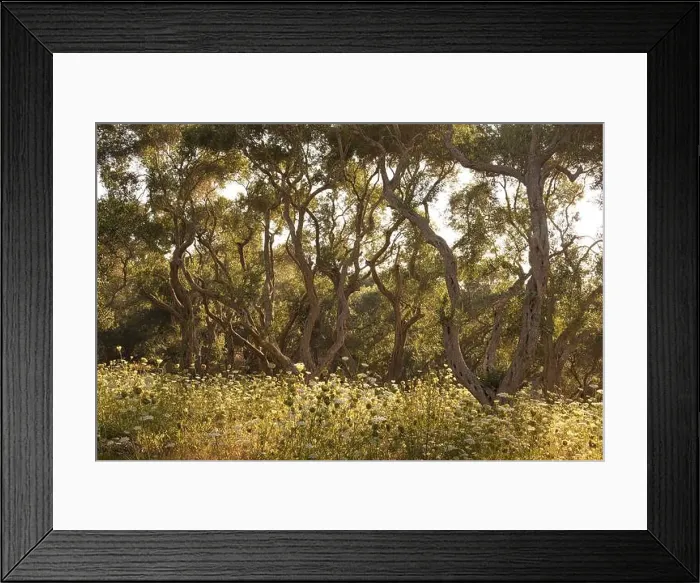 Framed Print : 2yxc7x2 Framed Print : 2yxc7x2