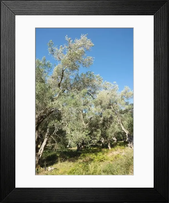Framed Print : 2yxce7a Framed Print : 2yxce7a