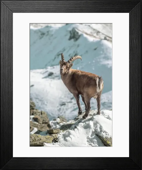 Framed Print : 2yxgkpt Framed Print : 2yxgkpt