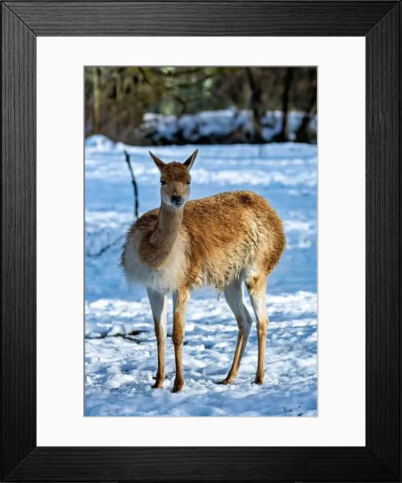Framed Print : 2yxh40m Framed Print : 2yxh40m