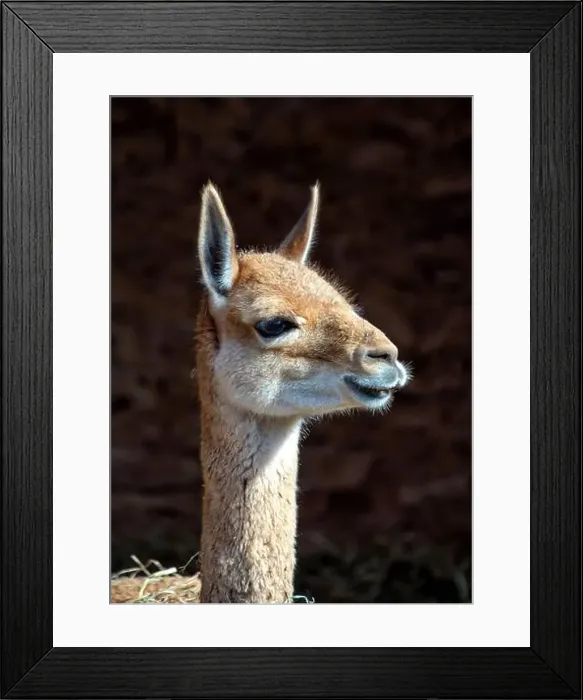 Framed Print : 2yxh414 Framed Print : 2yxh414