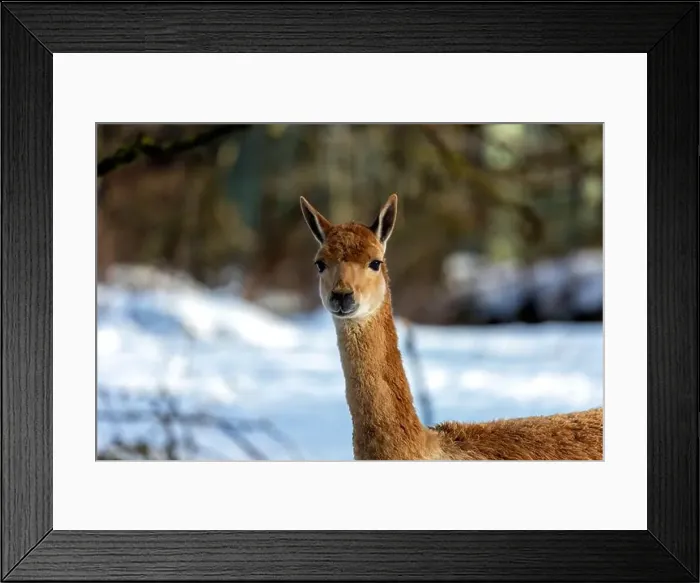 Framed Print : 2yxh42f Framed Print : 2yxh42f