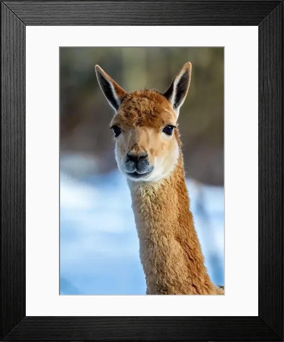 Framed Print : 2yxh42p Framed Print : 2yxh42p