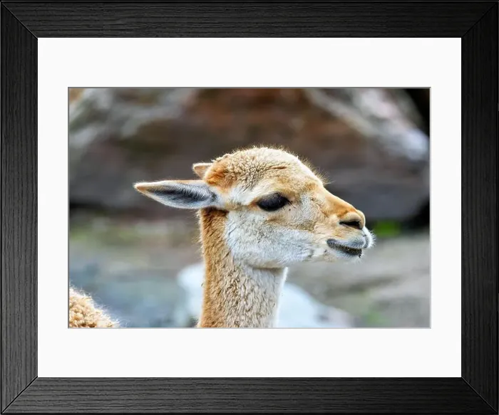 Framed Print : 2yxh46g Framed Print : 2yxh46g