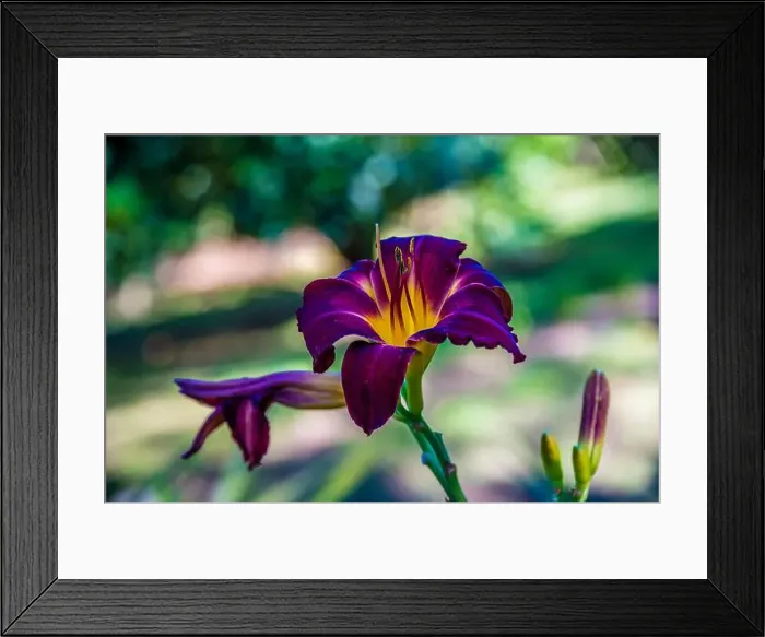 Framed Print : 2yy5td2 Framed Print : 2yy5td2