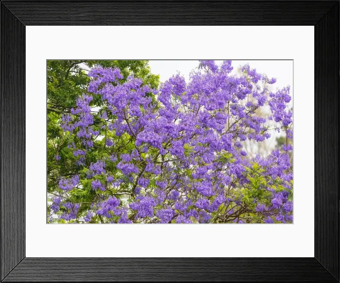 Framed Print : 2yy602n Framed Print : 2yy602n