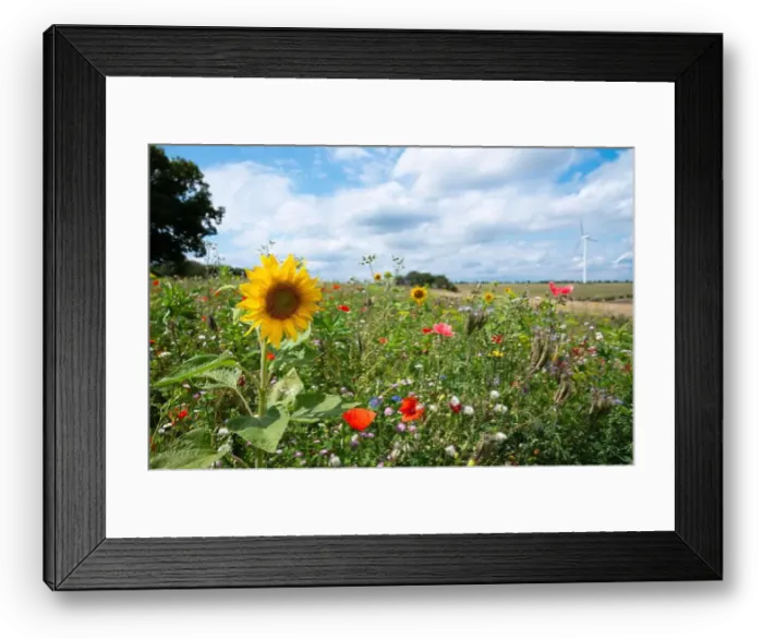 Framed Print : 2yy6j47 Framed Print : 2yy6j47