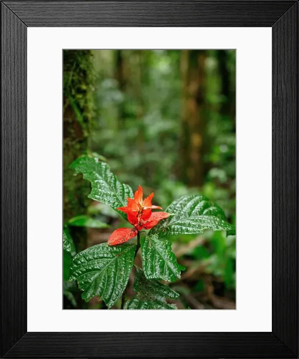 Framed Print : 2yy9rm2 Framed Print : 2yy9rm2
