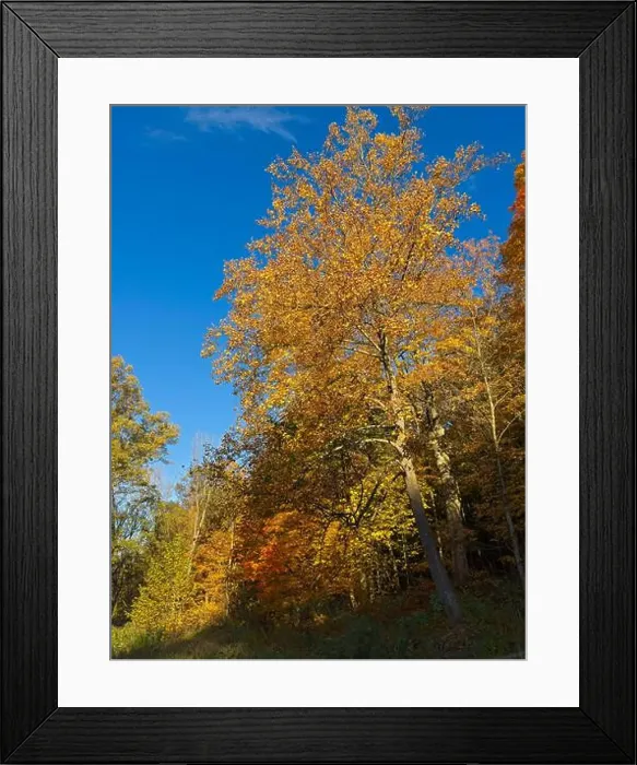 Framed Print : 2yye6db Framed Print : 2yye6db