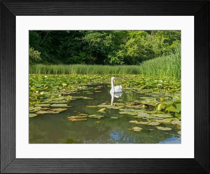 Framed Print : 2s01g9n Framed Print : 2s01g9n
