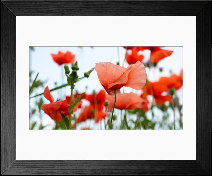 Framed Print : 2s1att9 Framed Print : 2s1att9