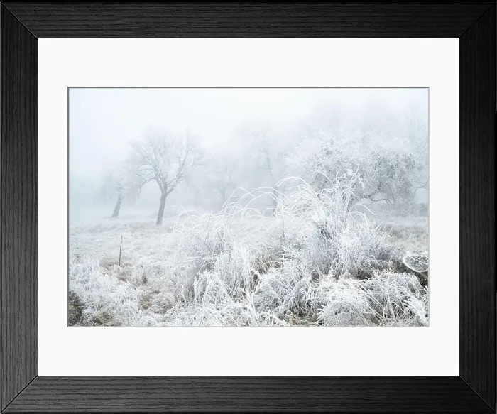 Framed Print : 2s1awbr Framed Print : 2s1awbr