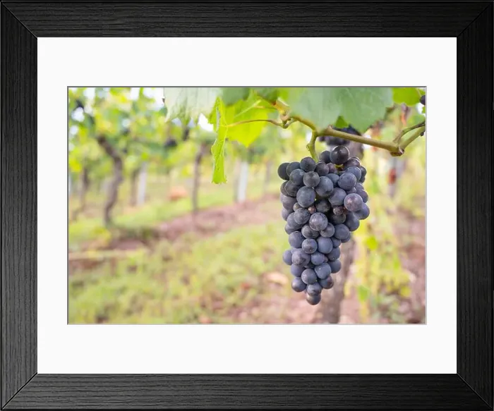 Framed Print : 2s274ya Framed Print : 2s274ya