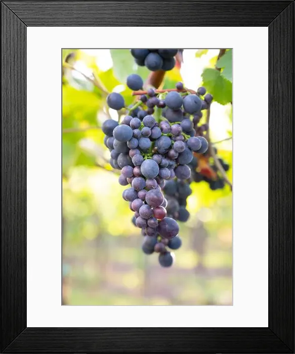 Framed Print : 2s2750r Framed Print : 2s2750r