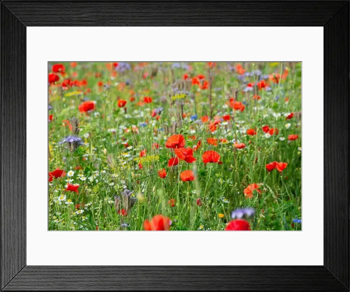 Framed Print : 2s3fm69 Framed Print : 2s3fm69