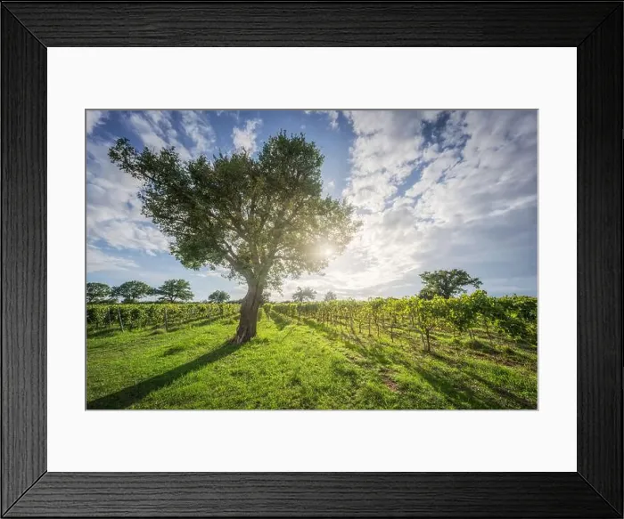 Framed Print : 2s4ndfw Framed Print : 2s4ndfw