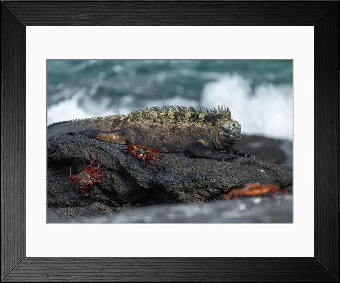 Framed Print : 2s4xb72 Framed Print : 2s4xb72