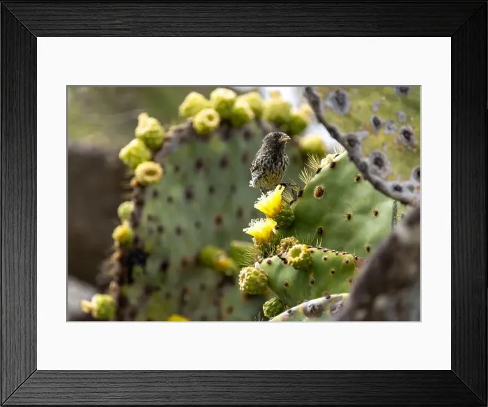 Framed Print : 2s4xbhw Framed Print : 2s4xbhw
