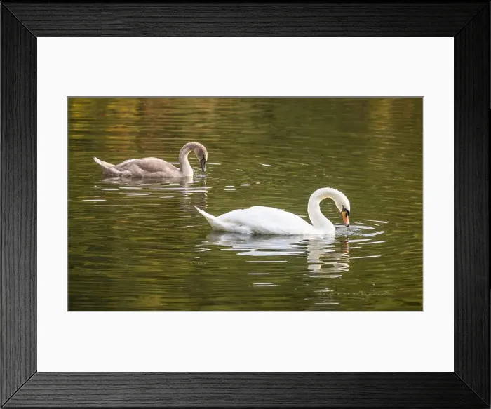 Framed Print : 2s5mk0h Framed Print : 2s5mk0h