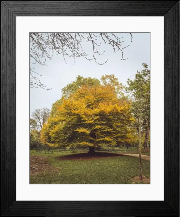 Framed Print : 2s68a49 Framed Print : 2s68a49