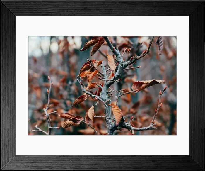 Framed Print : 2s6a72g Framed Print : 2s6a72g