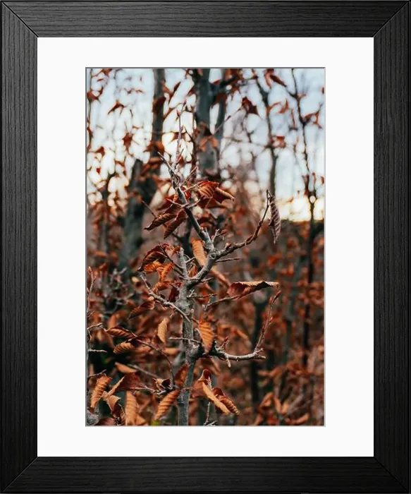 Framed Print : 2s6a744 Framed Print : 2s6a744