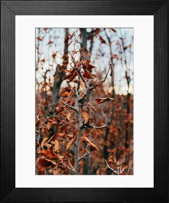 Framed Print : 2s6a77t Framed Print : 2s6a77t