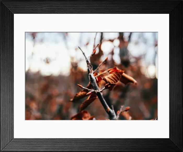 Framed Print : 2s6a7ha Framed Print : 2s6a7ha