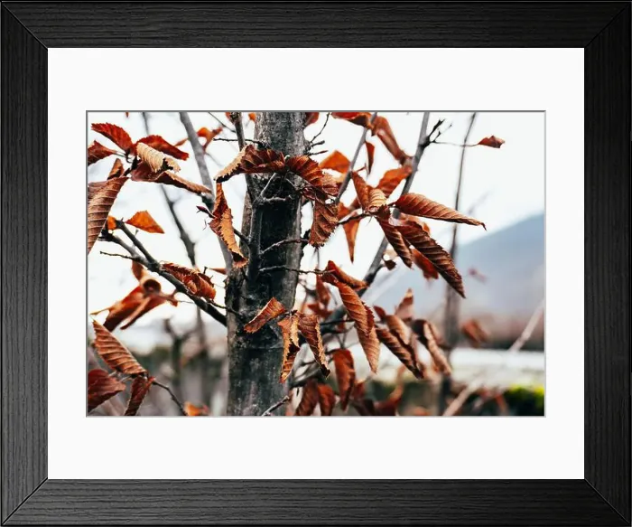 Framed Print : 2s6a7jp Framed Print : 2s6a7jp
