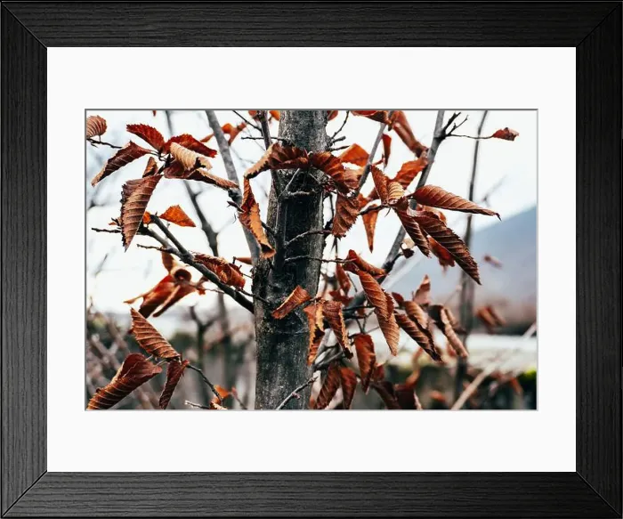Framed Print : 2s6a7m2 Framed Print : 2s6a7m2