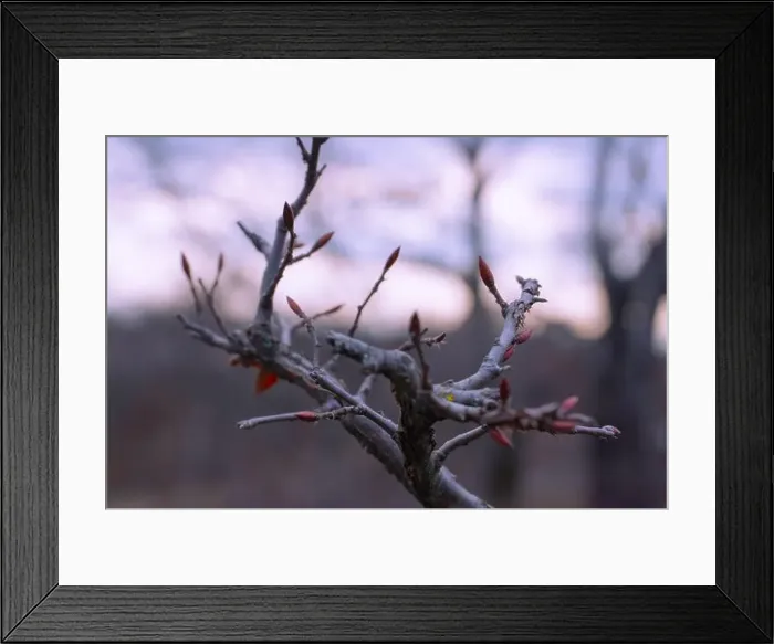 Framed Print : 2s6a8h6 Framed Print : 2s6a8h6